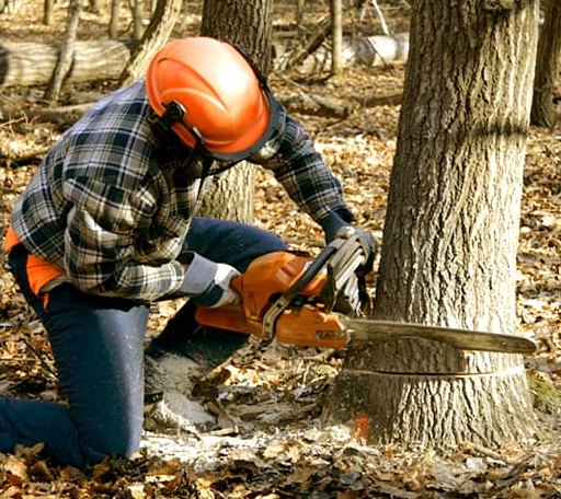 Tree Removal in Warsaw, IL